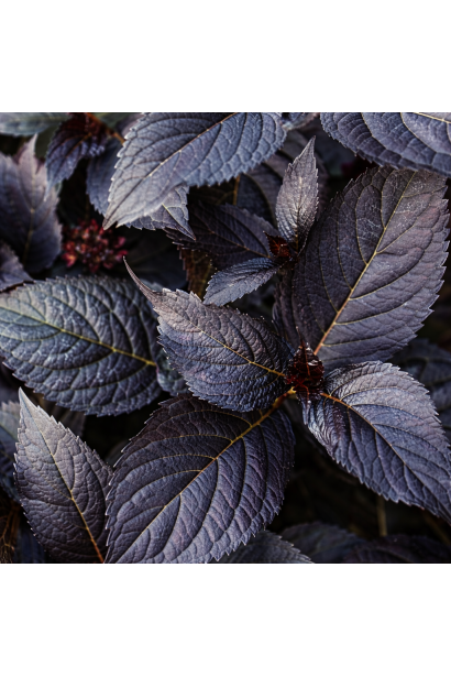 Гортензия широколистая Эклипс листья